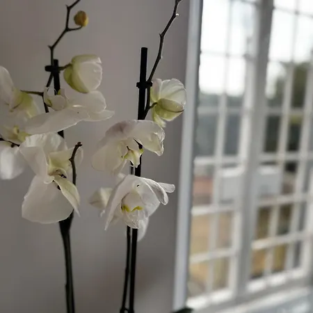 Ponte Milvio & Parking- La De Sophie Rome